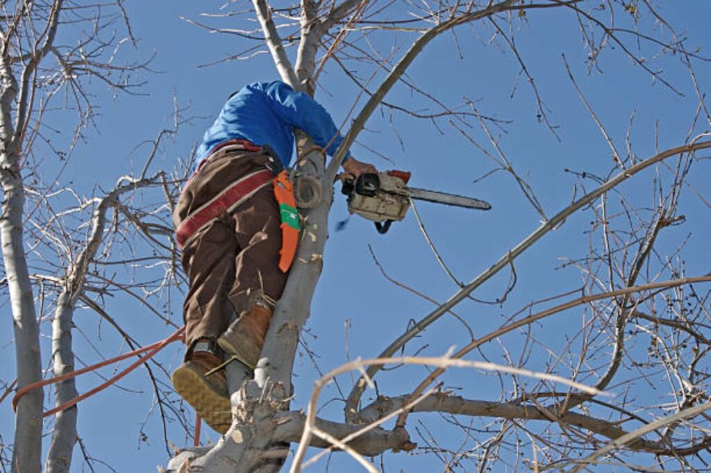 tree removal inner west