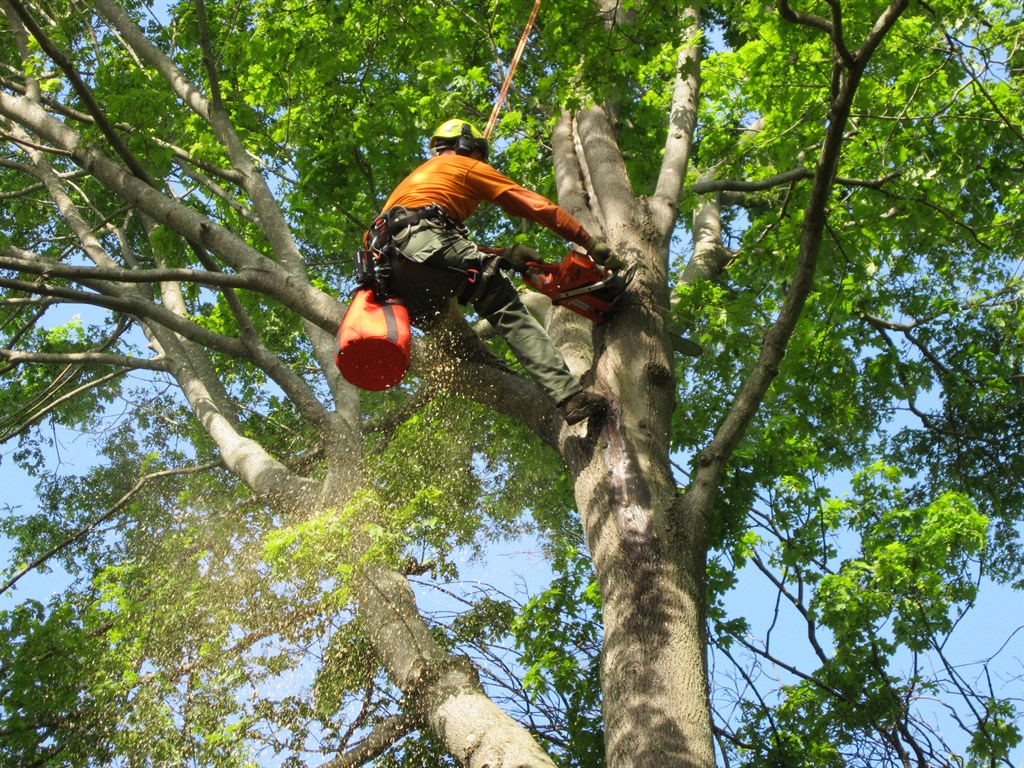 tree removal inner west