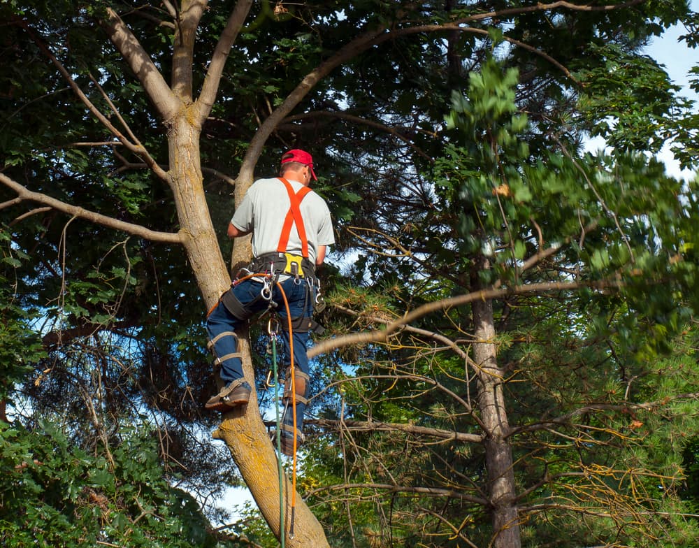 tree removal inner west