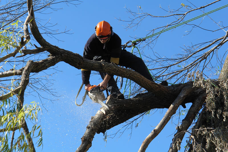 tree removal inner west