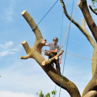 Inner West Tree Removal: Ensuring Safe and Effective Services