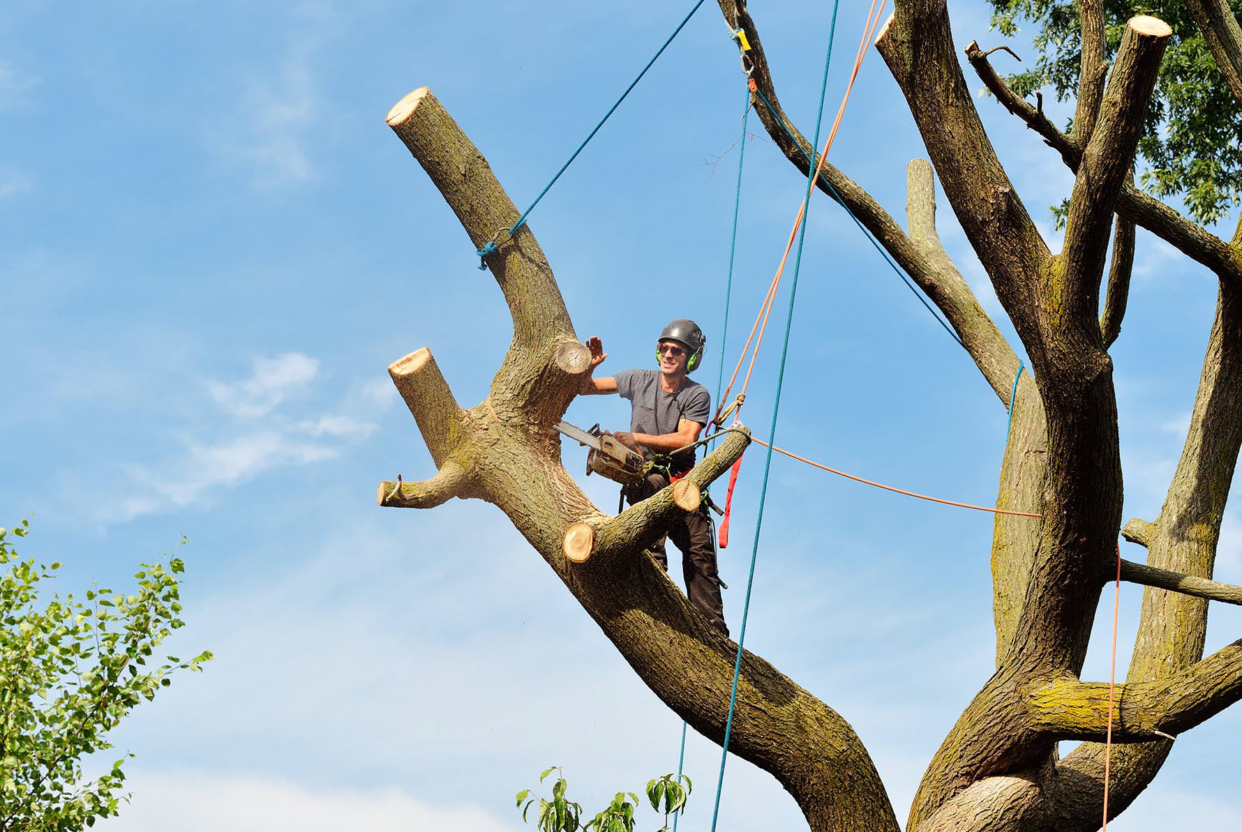 Tree removal