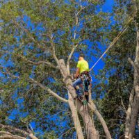 Tree Removal in Inner West: Protecting Your Home from Overgrown Trees