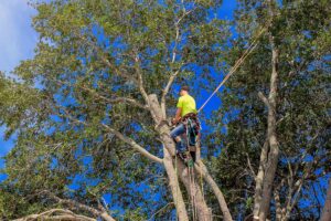 tree removal inner west