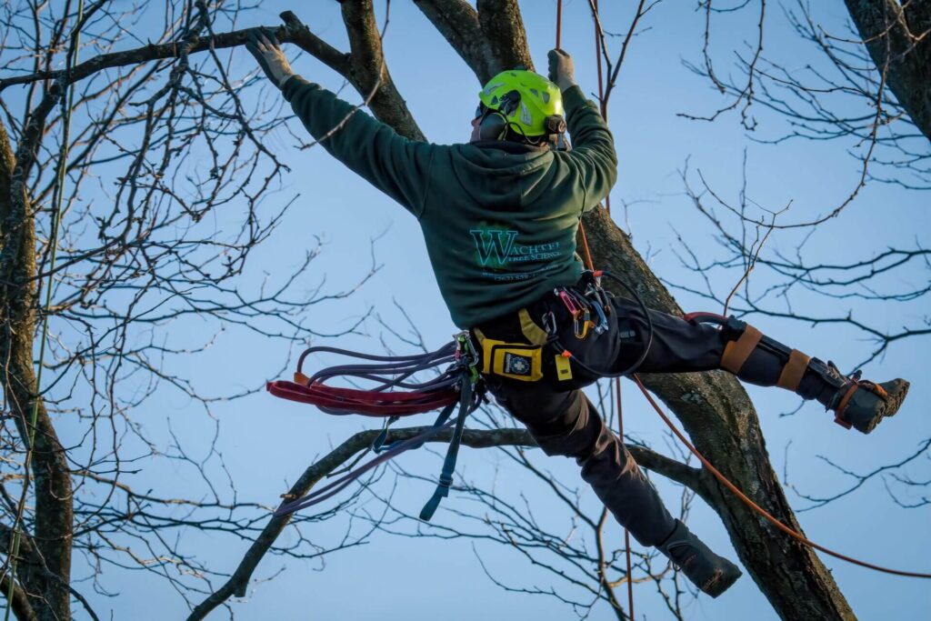 Tree Pruning Services