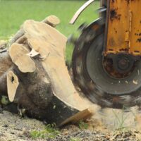 Backyard Stump Grinding: A Sydney Homeowner’s Complete Guide