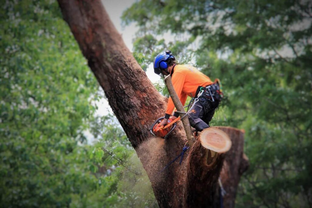 Tree Pruning Services