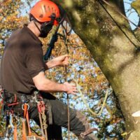 When Should You Hire a Consulting Arborist in Sydney for Your Property?