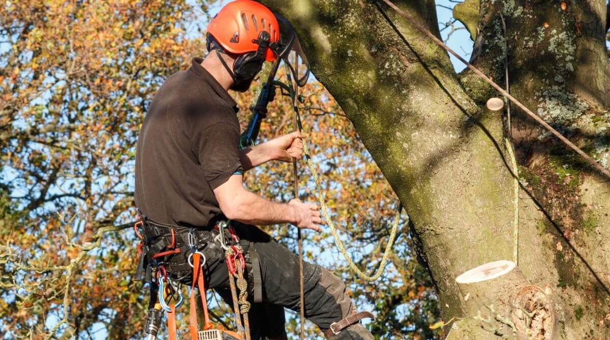 Tree Pruning Services