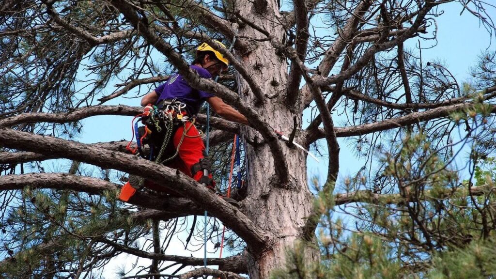 Tree Pruning Services