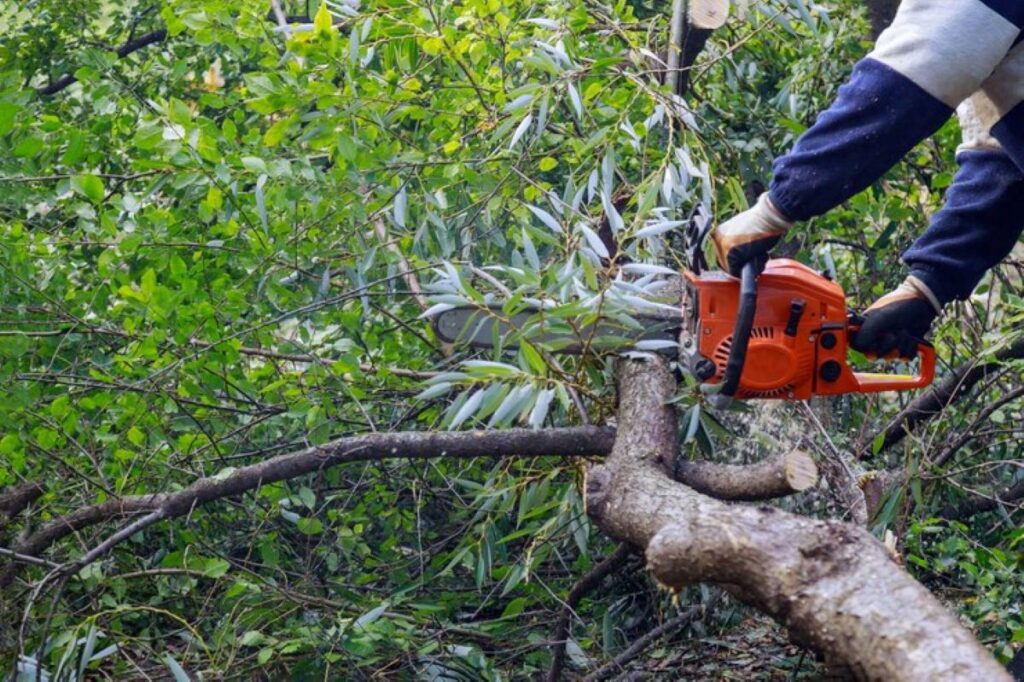 Tree Removal Cost