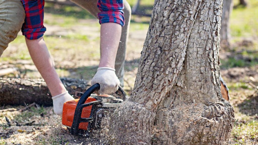Stump Removals