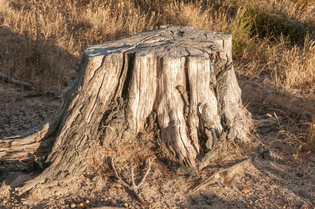 Stump Removals