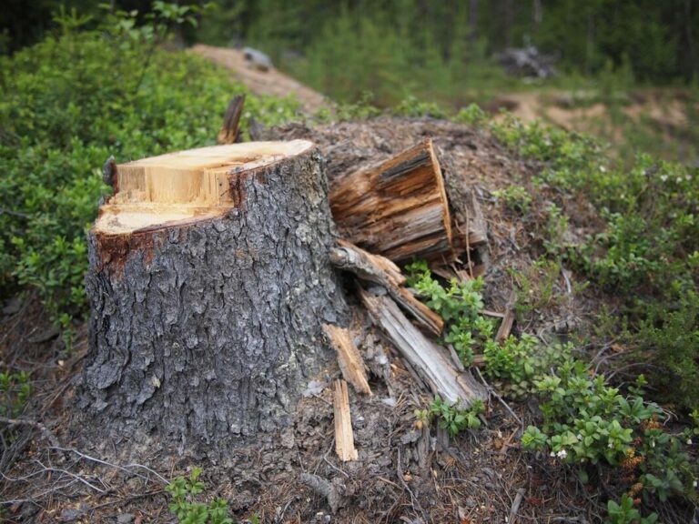 Stump Removals