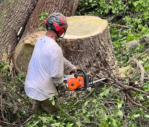 Stump Removals